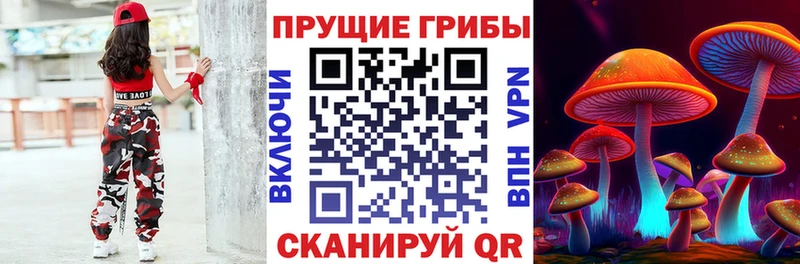 закладка  Губаха  Псилоцибиновые грибы Psilocybe 